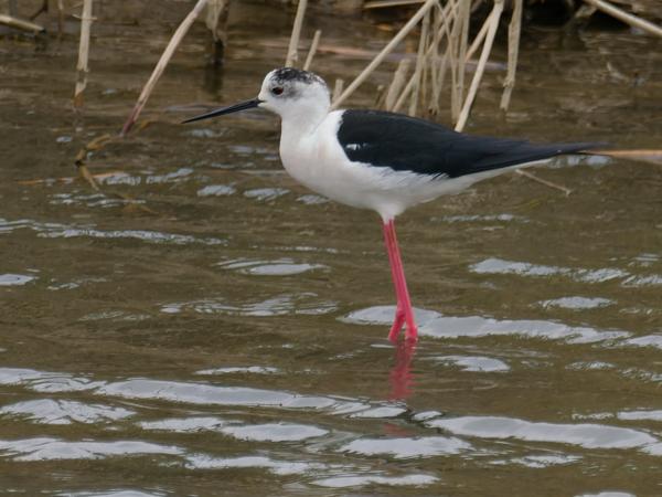 <h3><a href="/trips/ebro/biota/animalia/chordata/aves/024 charadriiformes/008 recurvirostridae/himantopus himantopus/himantopus himantopus-nl.html">Himantopus&nbsp;himantopus</a> / Black‑winged&nbsp;stilt / Steltkluut</h3>OM-1 Mark II met M.300mm F4.0 + MC-14, 1/2000 sec  bij F5.6, ISO 2000, afstand 169&nbsp;m